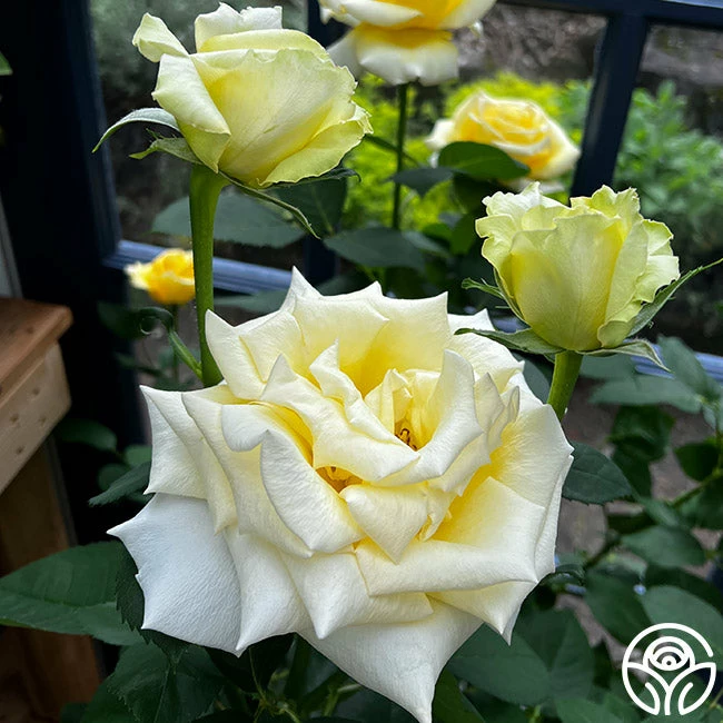 Robert Bruce 9 Robert Bruce - Image 7