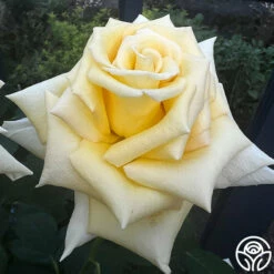 Robert Bruce 17 Robert Bruce -HEIRLOOM ROSES Sales robert bruce 5