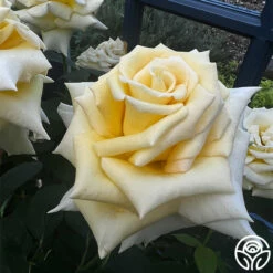 Robert Bruce 20 Robert Bruce -HEIRLOOM ROSES Sales robert bruce 6