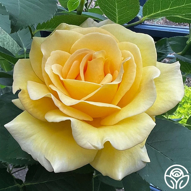 Robert Bruce 3 Robert Bruce