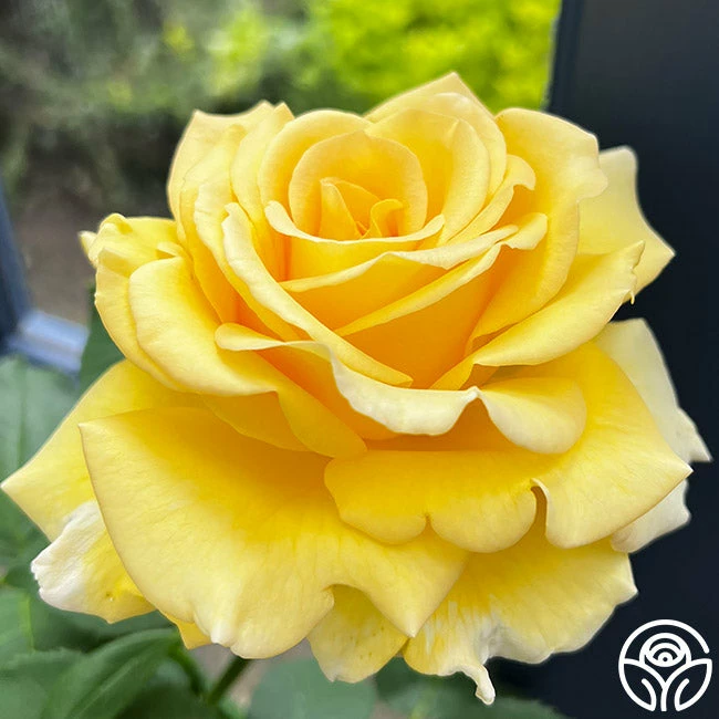 Robert Bruce 4 Robert Bruce - Image 2