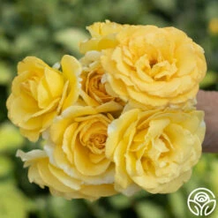 Robert Bruce 16 Robert Bruce -HEIRLOOM ROSES Sales robert bruce 9