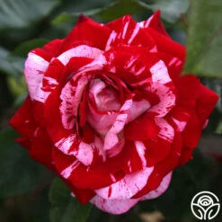 Rock & Roll™ -HEIRLOOM ROSES Sales rock and roll 1