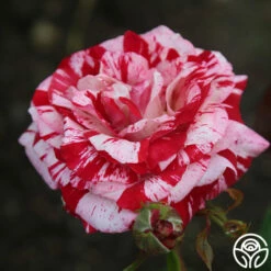 Front Page -HEIRLOOM ROSES Sales rock and roll 2