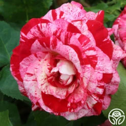 Rock & Roll™ -HEIRLOOM ROSES Sales rock and roll 3