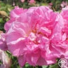 Rosa Damascena Semperflorens (Autumn Damask) -HEIRLOOM ROSES Sales rosa damascena semperflorens 1