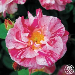 Rosa Mundi 15 Rosa Mundi -HEIRLOOM ROSES Sales rosa mundi 1 5