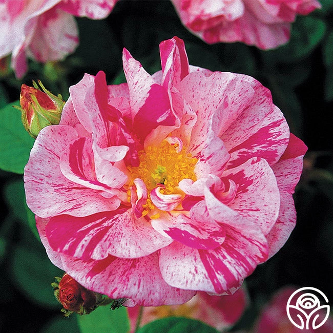 Rosa Mundi 9 Rosa Mundi - Image 7