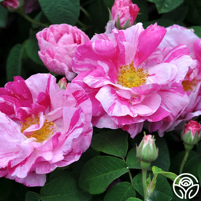 Rosa Mundi 5 Rosa Mundi - Image 3