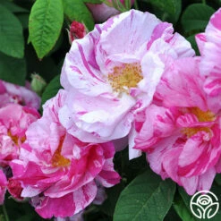 Rosa Mundi 14 Rosa Mundi -HEIRLOOM ROSES Sales rosa mundi 4 5