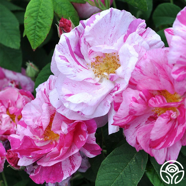 Rosa Mundi 8 Rosa Mundi - Image 6