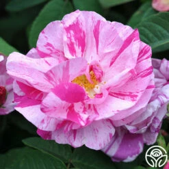 Rosa Mundi 12 Rosa Mundi -HEIRLOOM ROSES Sales rosa mundi 5 5