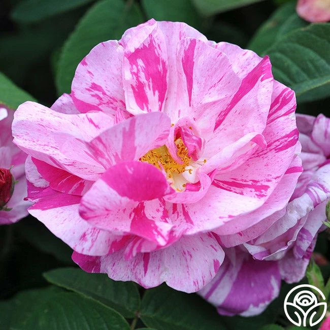 Rosa Mundi 6 Rosa Mundi - Image 4