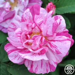 Rosa Mundi 10 Rosa Mundi -HEIRLOOM ROSES Sales rosa mundi 6