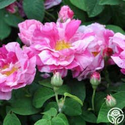 Rosa Mundi 13 Rosa Mundi -HEIRLOOM ROSES Sales rosa mundi 7