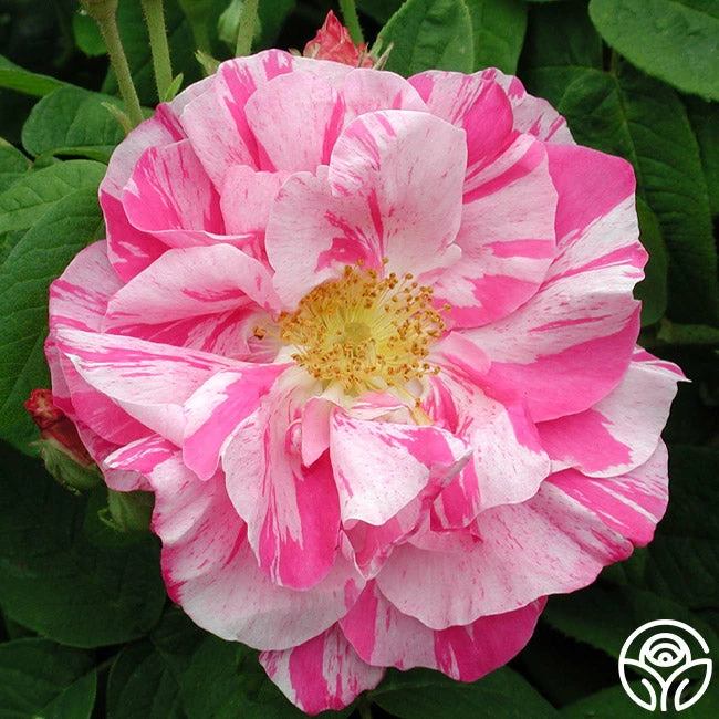 Rosa Mundi 3 Rosa Mundi