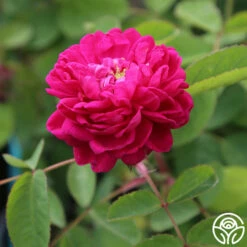 Rose De Rescht 16 Rose De Rescht -HEIRLOOM ROSES Sales rose de rescht 1 5