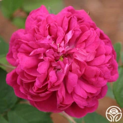 Rose De Rescht 13 Rose De Rescht -HEIRLOOM ROSES Sales rose de rescht 2 5