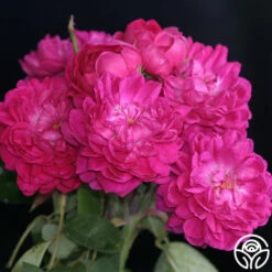 Rose De Rescht 15 Rose De Rescht -HEIRLOOM ROSES Sales rose de rescht 4 5