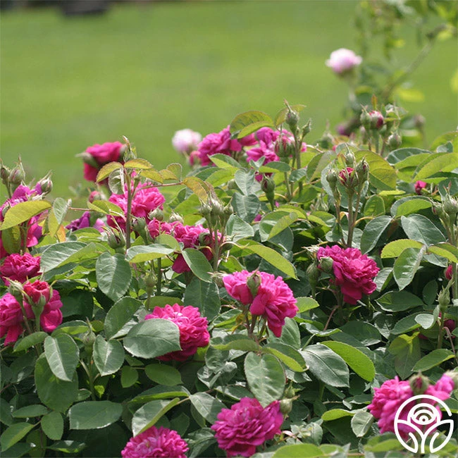 Rose De Rescht 4 Rose De Rescht - Image 2