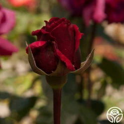 Rose Rhapsody™ -HEIRLOOM ROSES Sales rose rhapsody 1 7