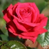 Rose Rhapsody™ -HEIRLOOM ROSES Sales rose rhapsody 2 8