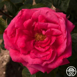 Rose Rhapsody™ -HEIRLOOM ROSES Sales rose rhapsody 3