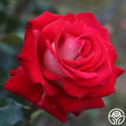 Rosie O'Donnell 11 Rosie O'Donnell -HEIRLOOM ROSES Sales rosie o donnell 3