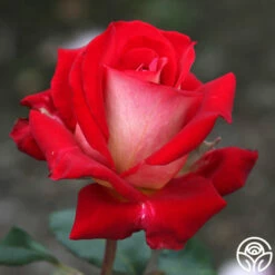 Rosie O'Donnell 10 Rosie O'Donnell -HEIRLOOM ROSES Sales rosie o donnell 5