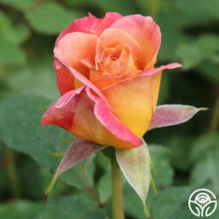 Rosie The Riveter™ -HEIRLOOM ROSES Sales rosie the riveter 3