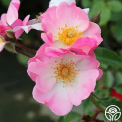 Rosy Hedge -HEIRLOOM ROSES Sales rosy hedge 2 1