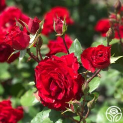 Rouge Rhapsody -HEIRLOOM ROSES Sales rouge rhapsody 1 2