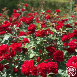 Rouge Rhapsody -HEIRLOOM ROSES Sales rouge rhapsody 3 2