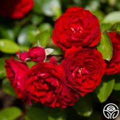 Veranda® Roxanne -HEIRLOOM ROSES Sales roxanne veranda 2