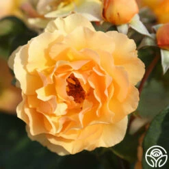 Royal Amber™ -HEIRLOOM ROSES Sales royal amber 3 4