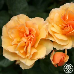 Royal Amber™ -HEIRLOOM ROSES Sales royal amber 4