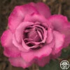 Royal Amethyst™ 2 Royal Amethyst™ -HEIRLOOM ROSES Sales royal amethyst 1 5