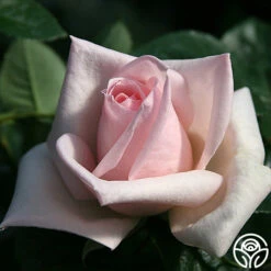 Royal Highness 14 Royal Highness -HEIRLOOM ROSES Sales royal highness 2 8