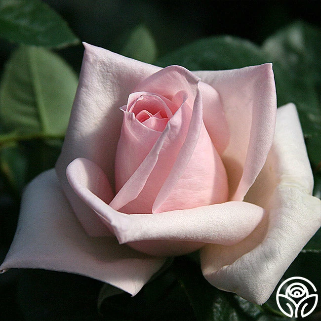 Royal Highness 8 Royal Highness - Image 6