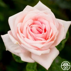 Royal Highness 12 Royal Highness -HEIRLOOM ROSES Sales royal highness 3 8