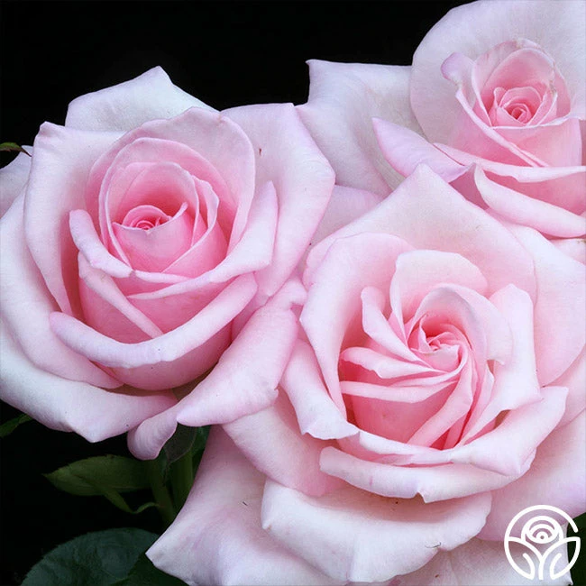 Royal Highness 4 Royal Highness - Image 2