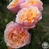 Ruth Clements™ -HEIRLOOM ROSES Sales ruth clements 1 5