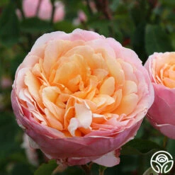 Ruth Clements™ -HEIRLOOM ROSES Sales ruth clements 4