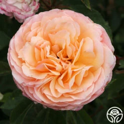Ruth Clements™ -HEIRLOOM ROSES Sales ruth clements 5