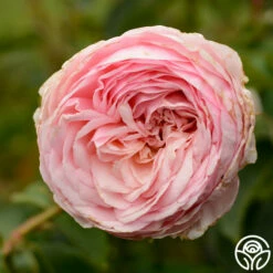 Ruth Clements™ -HEIRLOOM ROSES Sales ruth clements 7