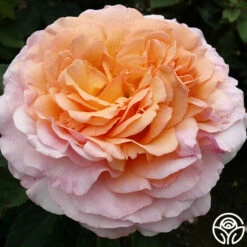 Ruth Clements™ -HEIRLOOM ROSES Sales ruth clements 8