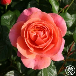 Safari™ 15 Safari™ -HEIRLOOM ROSES Sales safari 1 1 1