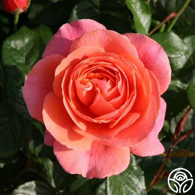 Safari™ 5 Safari™ - Image 3