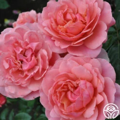 Safari™ 20 Safari™ -HEIRLOOM ROSES Sales safari 4 8