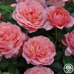 Safari™ 17 Safari™ -HEIRLOOM ROSES Sales safari 6 8